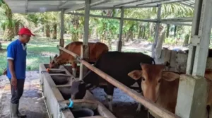 Jelang Hari Besar Keagamaan, Pemprov Babel Perketat Pemasukan Ternak