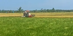 Sawah Danau Nujau Berhasil Produksi Gabah hingga 1.800 Ton