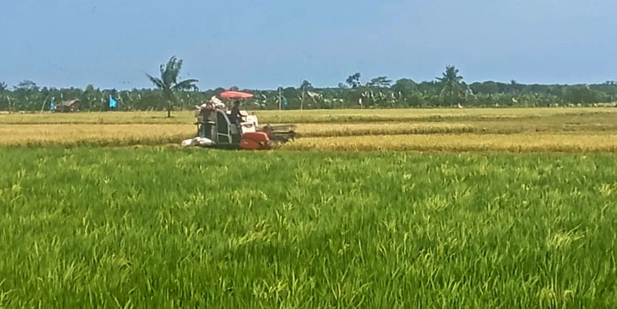 Sawah Danau Nujau Berhasil Produksi Gabah hingga 1.800 Ton