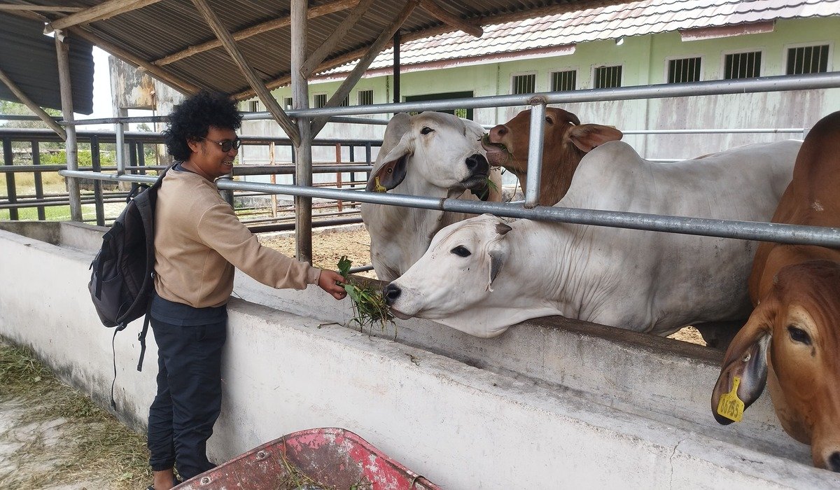 Jelang Idul Fitri Permintaan Daging Sapi di Belitung Timur Meningkat, Pedagang Siapkan Stok Tambahan