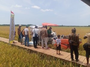 Hasil Inisiasi Pemdes Gantung – Investor Lokal, Agro Wisata Nujau Hijau Sukses Panen Perdana