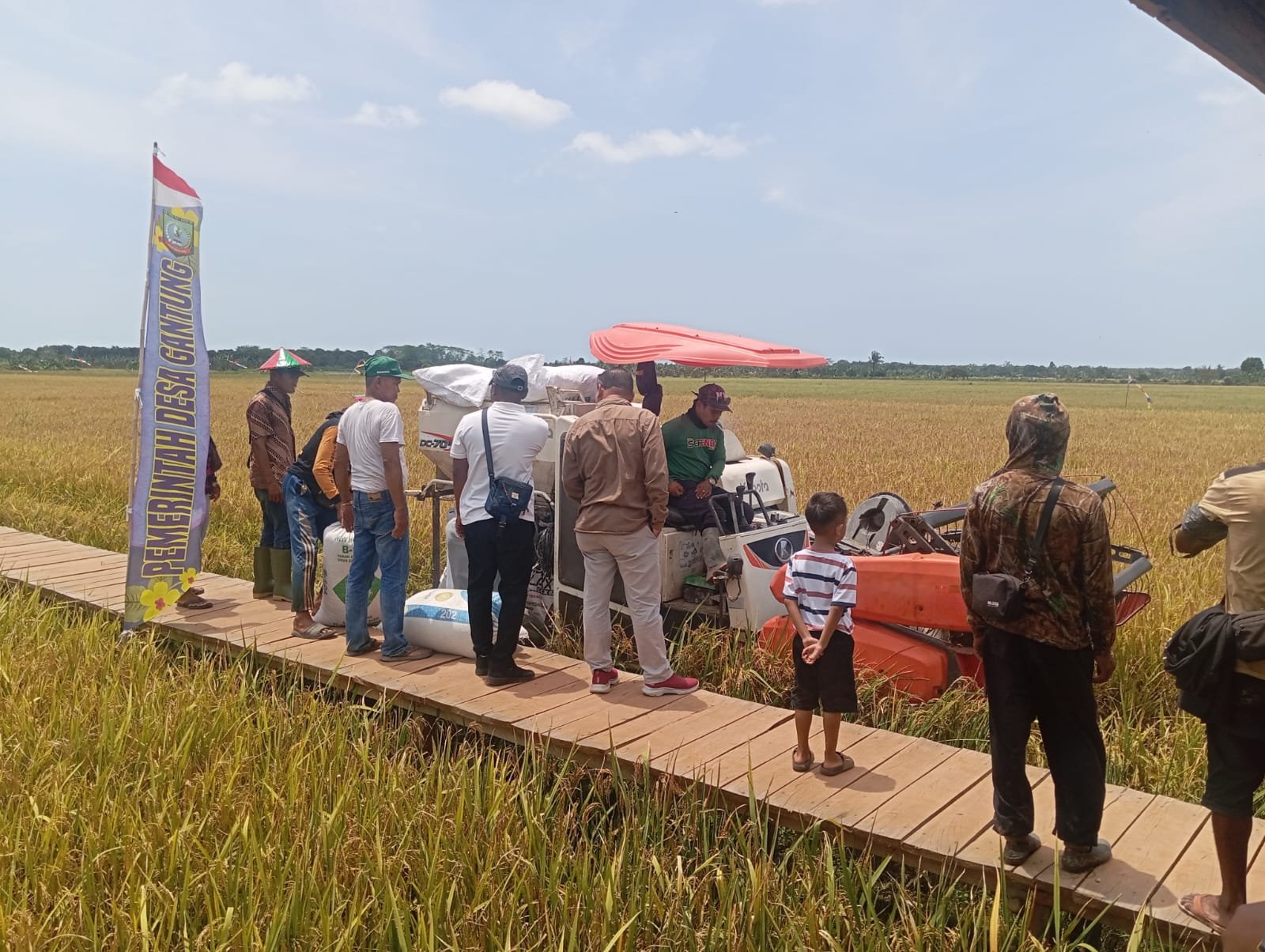 Hasil Inisiasi Pemdes Gantung – Investor Lokal, Agro Wisata Nujau Hijau Sukses Panen Perdana