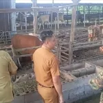 Bangkit dari Kendala, Peternakan Warga Gantung Kini Tumbuh dan Menjanjikan