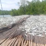 Jajaki Investasi B to B, Golkar dan HNSI Dorong Modernisasi Produksi Ikan Asin Manggar