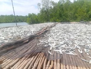Jajaki Investasi B to B, Golkar dan HNSI Dorong Modernisasi Produksi Ikan Asin Manggar